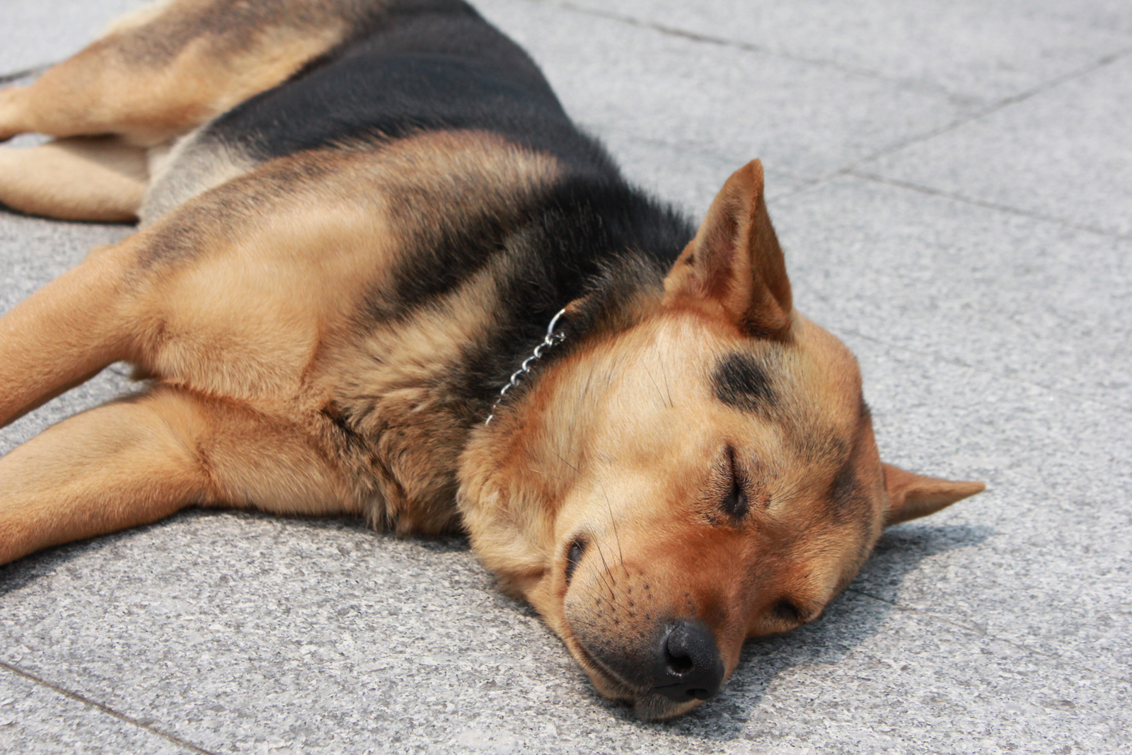 This dog was just taking a nap in the middle of the central area without a care in the world. Doesn't he look so peaceful?