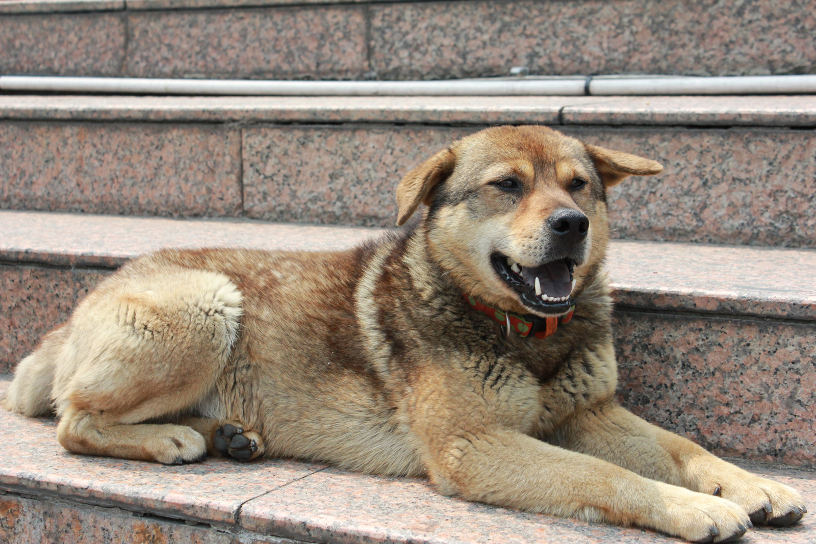 This dog was just chilling on the front steps and peering out as if calmly observing everything going around him.