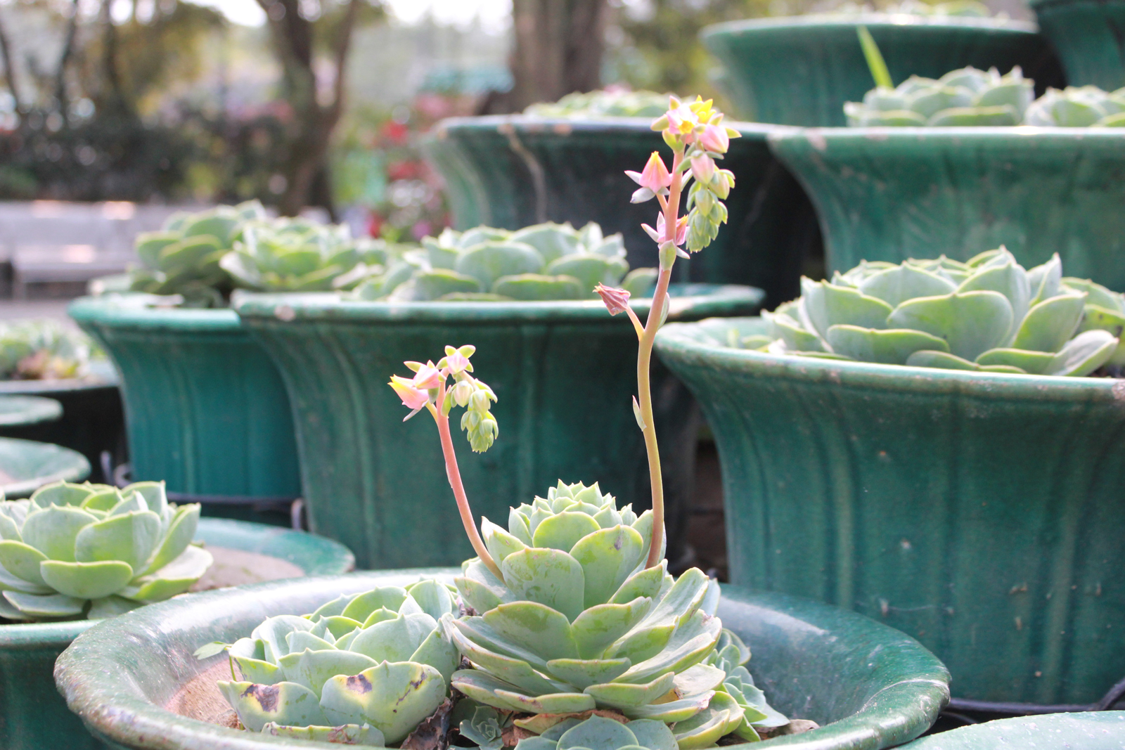 Here's a shot of a plant that bloomed into a lotus shape.