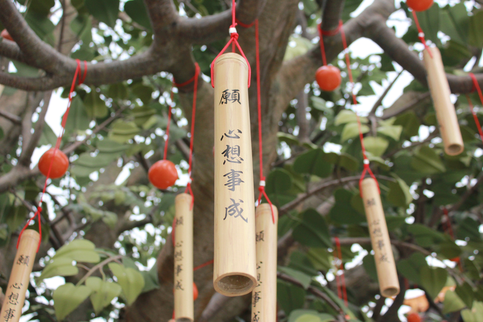 This was a tree where people could hang wishes and such on there.